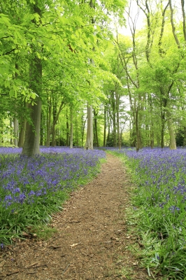 path in woods